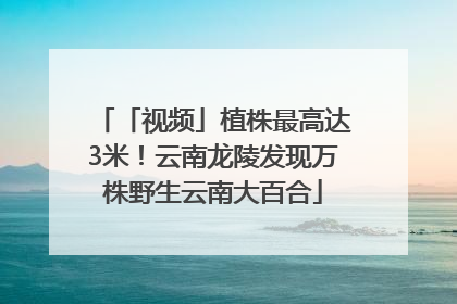 「视频」植株最高达3米！云南龙陵发现万株野生云南大百合