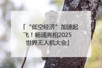 “低空经济”加速起飞！杨浦亮相2025世界无人机大会