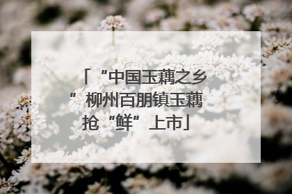 “中国玉藕之乡”柳州百朋镇玉藕抢“鲜”上市