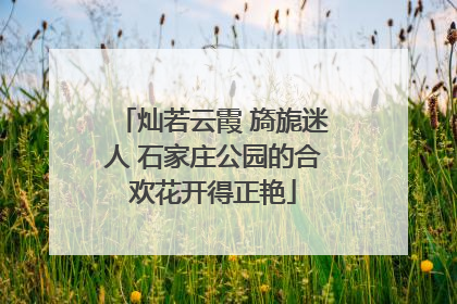 灿若云霞 旖旎迷人 石家庄公园的合欢花开得正艳