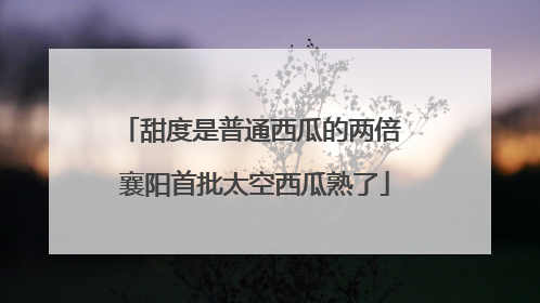 甜度是普通西瓜的两倍 襄阳首批太空西瓜熟了