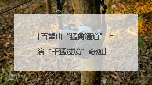 百望山“猛禽通道”上演“千猛过境”奇观