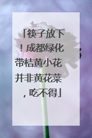 筷子放下！成都绿化带桔黄小花并非黄花菜，吃不得