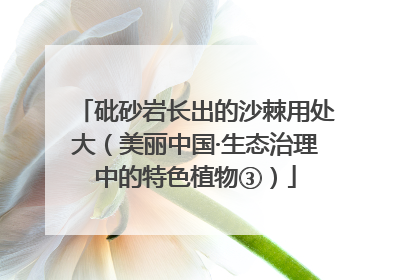 砒砂岩长出的沙棘用处大（美丽中国·生态治理中的特色植物③）