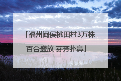 福州闽侯桃田村3万株百合盛放 芬芳扑鼻