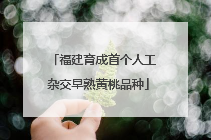 福建育成首个人工杂交早熟黄桃品种