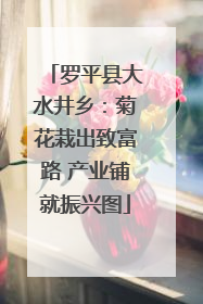 罗平县大水井乡：菊花栽出致富路 产业铺就振兴图