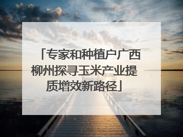 专家和种植户广西柳州探寻玉米产业提质增效新路径