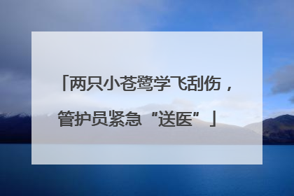 两只小苍鹭学飞刮伤，管护员紧急“送医”