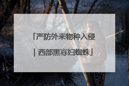 严防外来物种入侵｜西部黑寡妇蜘蛛