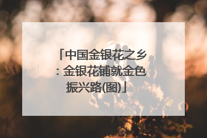 中国金银花之乡：金银花铺就金色振兴路(图)