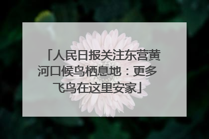 人民日报关注东营黄河口候鸟栖息地：更多飞鸟在这里安家