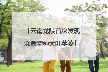 云南龙陵首次发现濒危物种大叶苹婆
