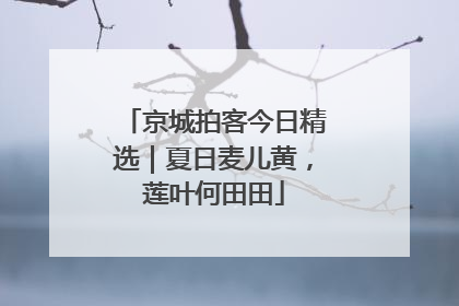 京城拍客今日精选｜夏日麦儿黄，莲叶何田田