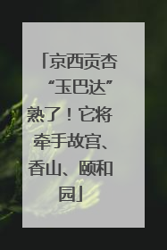 京西贡杏“玉巴达”熟了！它将牵手故宫、香山、颐和园