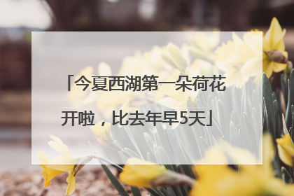 今夏西湖第一朵荷花开啦，比去年早5天