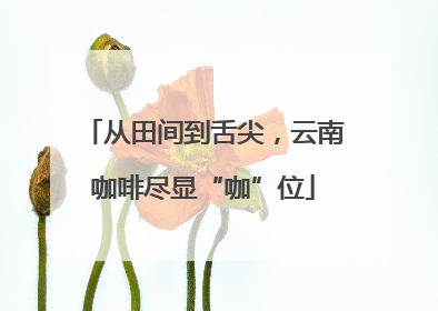 从田间到舌尖，云南咖啡尽显“咖”位
