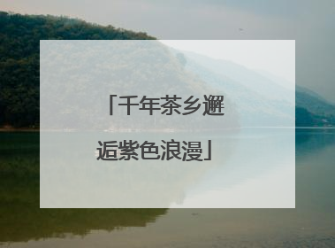 千年茶乡邂逅紫色浪漫