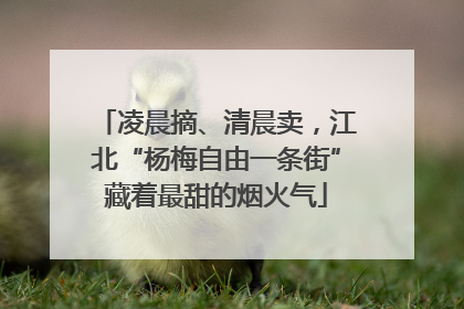 凌晨摘、清晨卖，江北“杨梅自由一条街”藏着最甜的烟火气