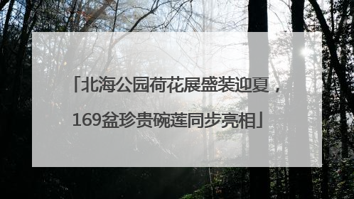 北海公园荷花展盛装迎夏，169盆珍贵碗莲同步亮相