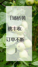 埇桥黄桃丰收 订单不断