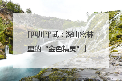 四川平武：深山密林里的“金色精灵”