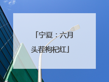 宁夏：六月头茬枸杞红