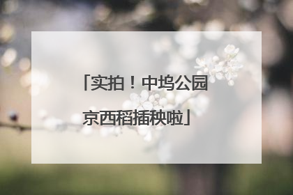 实拍！中坞公园京西稻插秧啦