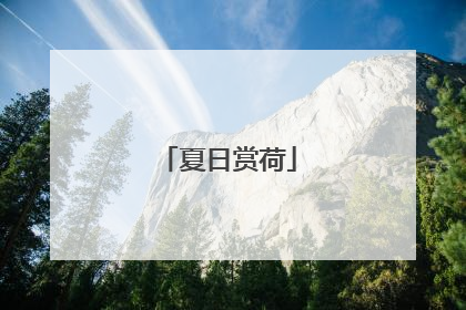 夏日赏荷