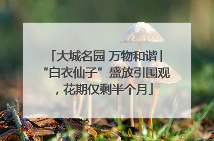 大城名园 万物和谐│“白衣仙子”盛放引围观，花期仅剩半个月