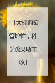 大棚葡萄管护忙，科学疏果助丰收