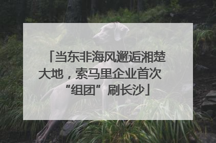 当东非海风邂逅湘楚大地，索马里企业首次“组团”刷长沙