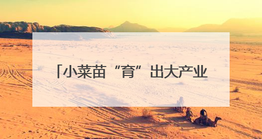 小菜苗“育”出大产业 曲周10亿株“科技苗”15省落地生根