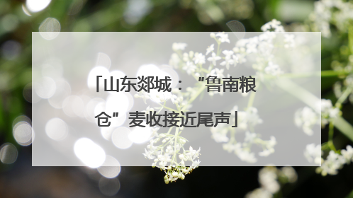 山东郯城：“鲁南粮仓”麦收接近尾声