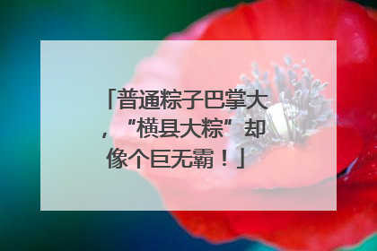 普通粽子巴掌大，“横县大粽”却像个巨无霸！