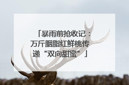 暴雨前抢收记：万斤胭脂红鲜桃传递“双向甜蜜”