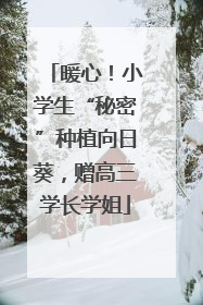 暖心！小学生“秘密”种植向日葵，赠高三学长学姐