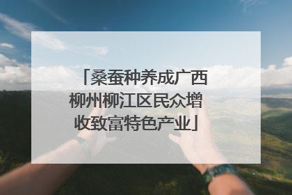 桑蚕种养成广西柳州柳江区民众增收致富特色产业