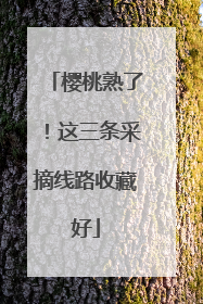 樱桃熟了！这三条采摘线路收藏好