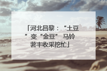 河北昌黎：“土豆”变“金豆” 马铃薯丰收采挖忙