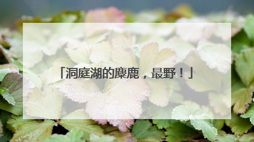 洞庭湖的麋鹿，最野！