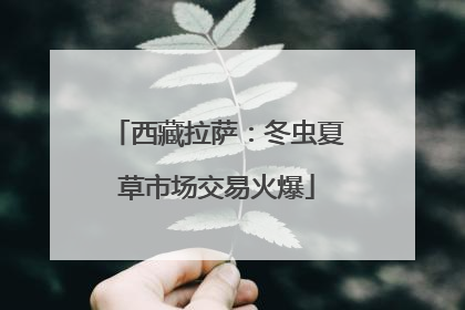 西藏拉萨：冬虫夏草市场交易火爆