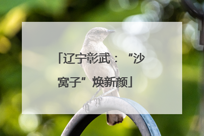 辽宁彰武：“沙窝子”焕新颜