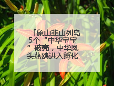 象山韭山列岛5个“中华宝宝”破壳，中华凤头燕鸥进入孵化育儿关键期