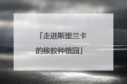 走进斯里兰卡的橡胶种植园