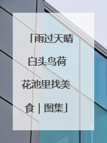 雨过天晴 白头鸟荷花池里找美食｜图集