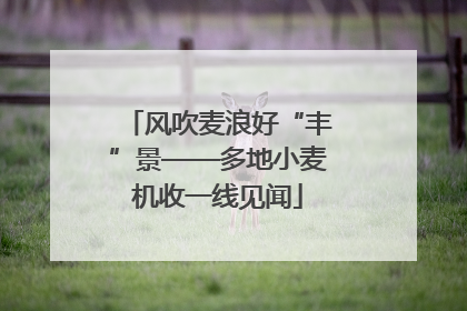 风吹麦浪好“丰”景——多地小麦机收一线见闻