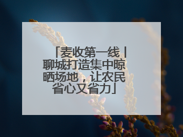 麦收第一线丨聊城打造集中晾晒场地，让农民省心又省力